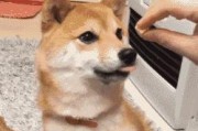 狗狗的饮食需求与健康饮食建议（从狗狗的营养需求出发，为你的爱宠提供最健康的饮食建议）