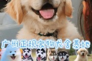 探秘博美犬养殖基地的独特魅力（博美犬养殖基地的种类多样性和养殖环境的重要性）