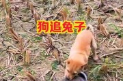 以抓野兔用什么狗为主题的探讨（选择合适的狗种，提高野兔抓捕效率）