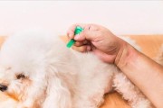 如何正确给狗狗驱虫（掌握正确的方法，保护宠物健康）