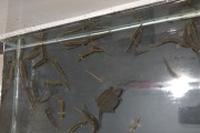 乌龟为何不爱吃食？（探究乌龟不爱吃食的原因及解决方法）