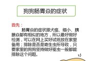 养狗前要知道的细节及时间间隔（了解细节，才能给狗狗更好的生活）