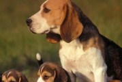比格猎犬的饲养方法（培养健康活泼的小猎犬）