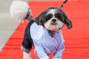 狗瘟中期症状揭秘（了解狗瘟中期的症状和表现，保护你的爱犬健康）