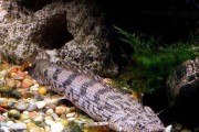 青龙鱼的饲养全指南（打造舒适水族箱，健康饲养青龙鱼）