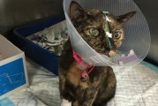 猫咪重大手术后恢复期如何？（猫咪手术后多久可以吃东西？）