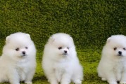 茶杯犬的争议（茶杯犬的真相揭秘，了解一个）
