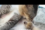 猫咪为何如此痴迷于舔毛？（探究猫咪舔毛行为的原因与意义）