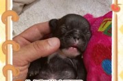 小狗出生后多久能睁眼？（探究小狗成长过程中的眼睛发育）
