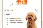为什么要给泰迪犬剃毛？（探究泰迪犬剃毛的必要性和益处）