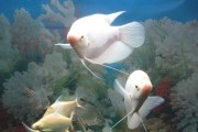 四带马夫鱼的饲养方法（宠物爱好者必看，详解四带马夫鱼养护技巧）