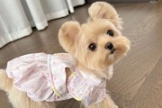 探究养约克夏犬的少数人群原因（解析为何人们很少选择养约克夏犬）