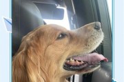 金毛犬成长周期详解（从幼犬到成犬，探究金毛犬的成长过程）