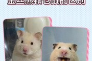 仓鼠眼睛变异原因与处理方法（探究仓鼠眼睛变异的主要原因及应对措施）