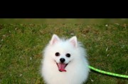 博美犬（一探纯种博美与串串博美的优劣，为你选择最合适的宠物伴侣）
