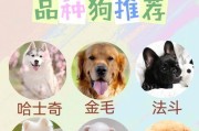 小型犬的品种多样化（探索小型犬的丰富多样性及特点）