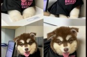 小狗打育苗的最佳时间（为你的小狗选择合适的育苗时间）