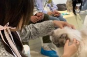 宠物健康保障（全面了解猫疫苗接种，让爱宠免受疾病侵袭）
