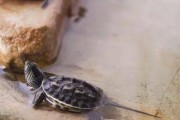 中华花龟的饲养方法（从照明、饲料到水质，全方位教你如何照顾你的小伙伴）
