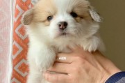 柯基幼犬的适宜食物选择（年幼的柯基宝宝应该吃什么？）