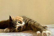 猫咪能吃甜虾吗？（探究猫咪是否适合食用甜虾及其潜在风险）