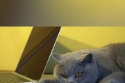 蓝猫不宜食用的水果（了解蓝猫的饮食禁忌，为宠物健康着想）