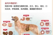金毛吃大便到底需要多长时间？（揭秘金毛吃大便的时间周期和原因）
