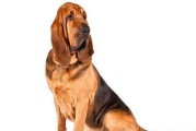 如何饲养寻血猎犬（了解寻血猎犬的特点与需求，让你成为最好的主人）