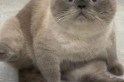 英短猫的七种常见颜色及价格参考（探索英短猫不同色彩的魅力，为您提供价格参考）