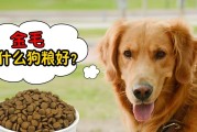 用适当的食物帮助金毛长得大（为你的金毛提供适宜的营养，让它健康成长）