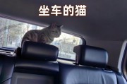 小猫乘车的适应时间及方法（了解小猫的乘车适应周期，让出行更安心）
