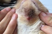猫粮选择对毛囊炎的影响（影响猫毛囊炎的猫粮成分及）