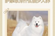 萨摩犬寿命之谜（揭秘萨摩犬的寿命长短以及影响因素）