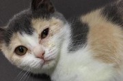 如何洗白猫咪的眼屎？（解决猫咪眼屎问题，呵护猫咪健康）