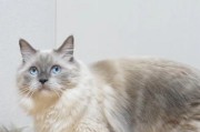 2月大的小猫应该吃什么？（合理的饮食对小猫的成长至关重要）