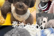 泰迪狗寿命之谜（解密泰迪狗寿命的因素与养护秘籍）