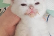 小猫受凉的危害与预防（小猫受凉后果严重，主人需警惕）