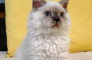 塞尔凯克卷毛猫的饲养方法（了解塞尔凯克卷毛猫，让您成为优秀的猫奴）