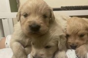 金毛刚生出来是什么样？（揭秘金毛犬幼犬的外貌和特点）
