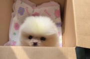 幼犬博美低血糖的症状及补救方法（幼犬博美低血糖，你需要了解的关键信息）