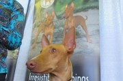 猎犬（深入了解猎犬的品种和特点）
