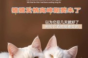喵呜喵呜的猫咪——它们想要告诉我们什么？（揭秘猫咪喵呜喵呜叫的背后原因）