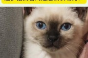 暹罗猫为什么会变黑？（探索暹罗猫皮毛变黑的原因）