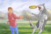 如何让哈士奇不再吠叫（训练哈士奇停止吠叫的有效方法）