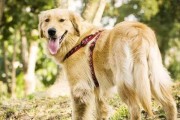 如何选择适合你的金毛犬？（以性格、健康和适应性为考虑因素，挑选你心仪的宠物）