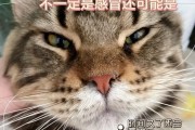 猫咪感冒的快速康复方法（猫咪感冒的症状及预防措施）