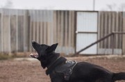 德国牧羊犬训练的最佳年龄（合适的训练时机和方法）