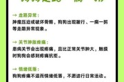 泰迪狗脚瘸了多久能好？（揭秘泰迪狗脚瘸的康复过程及时间预测）