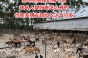 购买狗的必问问题（选择适合您的宠物伴侣前必须考虑的关键问题）