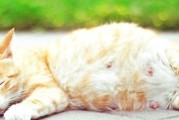 猫的繁殖周期详解（从交配到产下小猫咪，了解猫咪繁殖的全部过程）